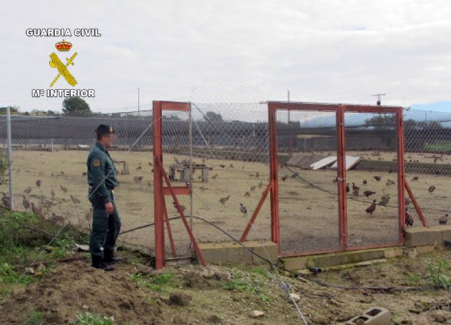 La Guardia Civil desmantela una granja cinegética que enviaba ilegalmente perdices a la provincia de Huelva - 2, Foto 2