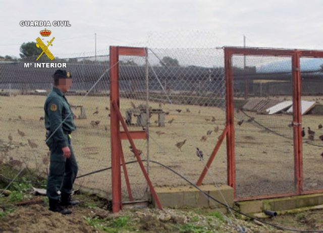 La Guardia Civil desmantela una granja cinegética que enviaba ilegalmente perdices a la provincia de Huelva - 3, Foto 3