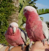 Terra Natura Murcia amplía su exposición de aves exóticas con nuevos ejemplares de cuatro especies