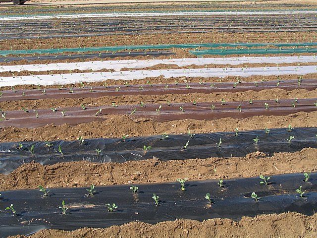 Agricultura aconseja al sector hortícola iniciar la transición hacia los cultivos con acolchados biodegradables - 1, Foto 1