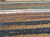 Agricultura aconseja al sector hortícola iniciar la transición hacia los cultivos con acolchados biodegradables
