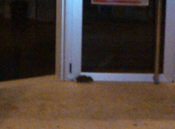 Una nueva oleada de ratas en Alguazas pone a los vecinos en alerta - 2, Foto 2