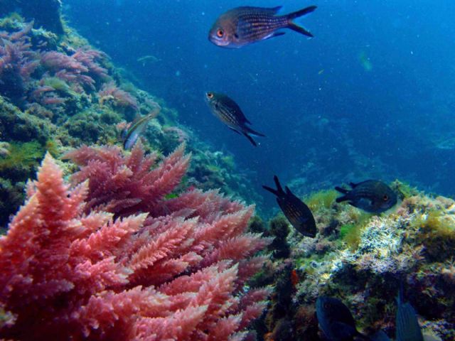 Un documental mostrará las Islas Hormigas como uno de los rincones submarinos más bellos del planeta - 1, Foto 1