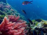Un documental mostrar las Islas Hormigas como uno de los rincones submarinos ms bellos del planeta