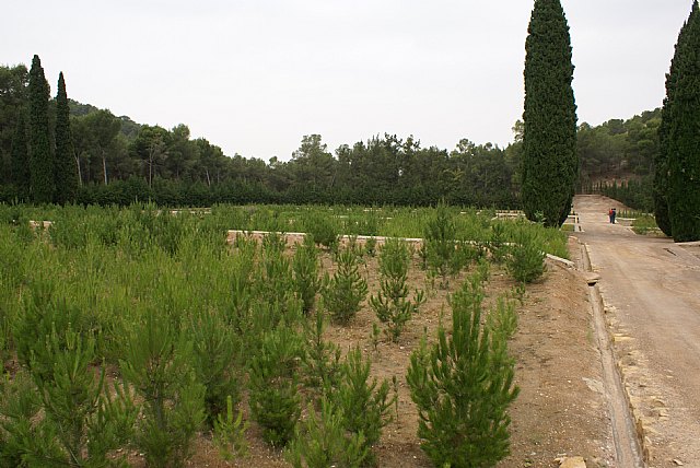 El vivero forestal de El Valle inicia la campaña ´Verde Navidad´ para la adquisición de árboles navideños - 1, Foto 1