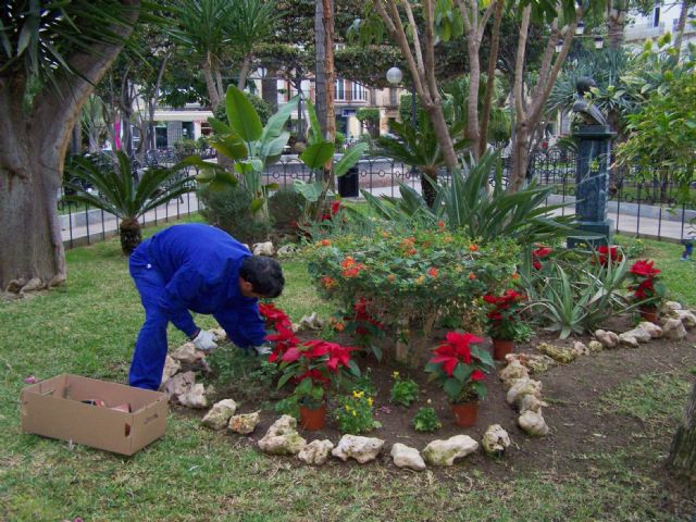 Comienza la plantación de la típica Flor de Pascua en los jardines de Águilas - 1, Foto 1