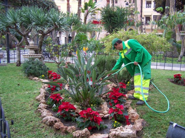 Comienza la plantación de la típica Flor de Pascua en los jardines de Águilas - 2, Foto 2