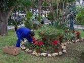 Comienza la plantacin de la tpica 'Flor de Pascua' en los jardines de guilas