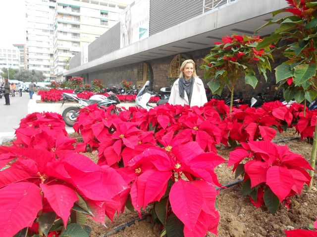 Murcia se viste de Navidad con 12.000 flores de Pascua - 1, Foto 1