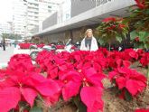 Murcia se viste de Navidad con 12.000 flores de Pascua