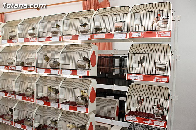 Exposicin Ornitolgica Ciudad de Totana 2012 - 3