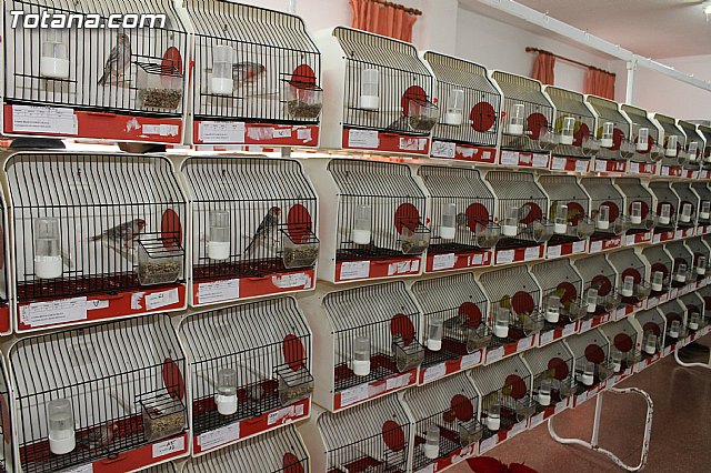 Exposicin Ornitolgica Ciudad de Totana 2012 - 7