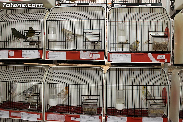 Exposicin Ornitolgica Ciudad de Totana 2012 - 8