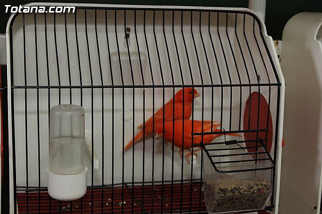 Exposicin Ornitolgica Ciudad de Totana 2012 - 10