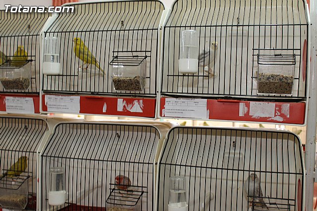 Exposicin Ornitolgica Ciudad de Totana 2012 - 9