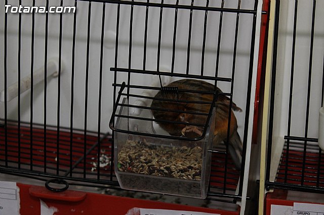 Exposicin Ornitolgica Ciudad de Totana 2012 - 12