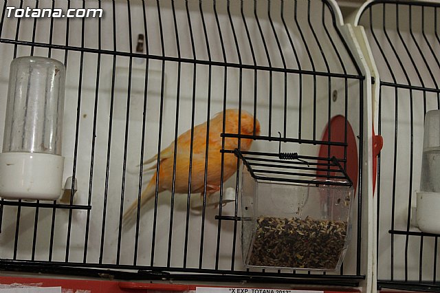 Exposicin Ornitolgica Ciudad de Totana 2012 - 13