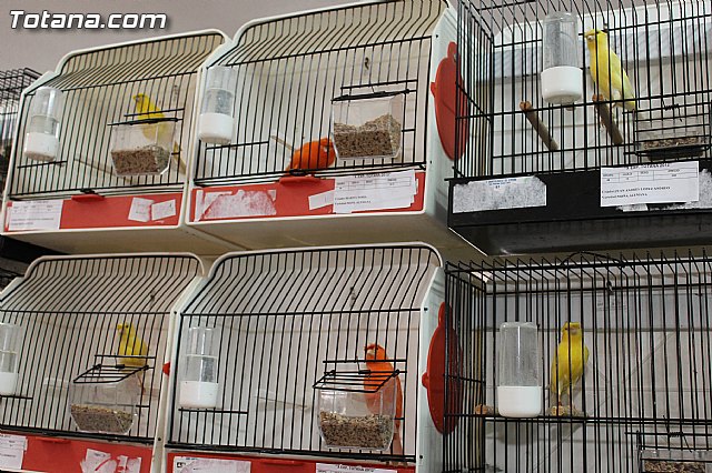 Exposicin Ornitolgica Ciudad de Totana 2012 - 15