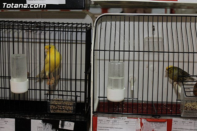 Exposicin Ornitolgica Ciudad de Totana 2012 - 16