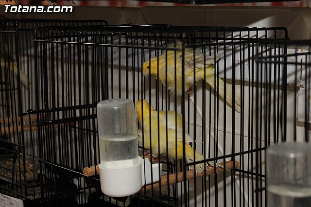 Exposicin Ornitolgica Ciudad de Totana 2012 - 17