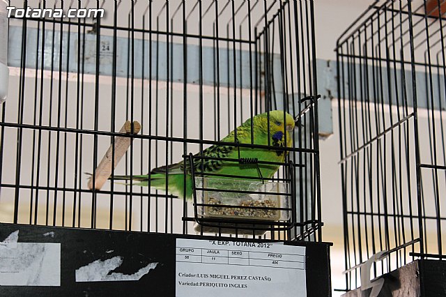 Exposicin Ornitolgica Ciudad de Totana 2012 - 20