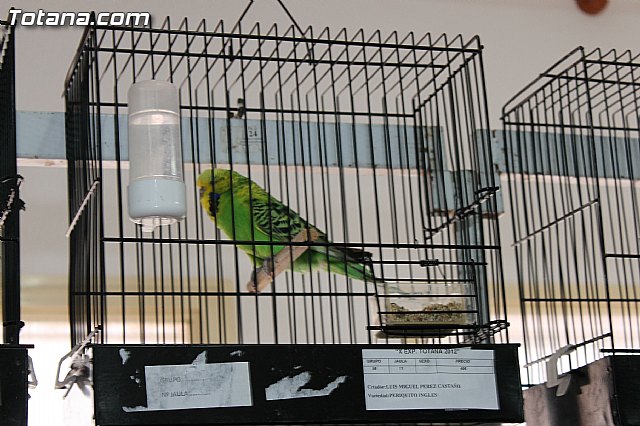 Exposicin Ornitolgica Ciudad de Totana 2012 - 18