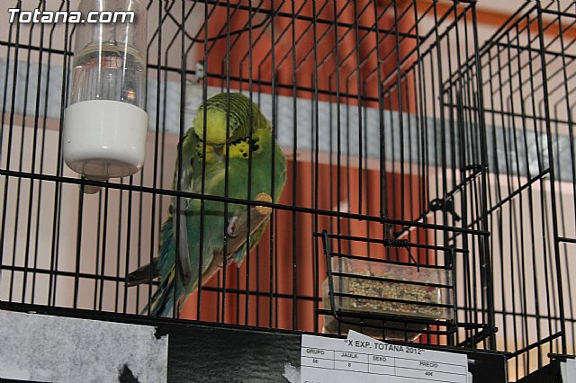 Exposicin Ornitolgica Ciudad de Totana 2012 - 19