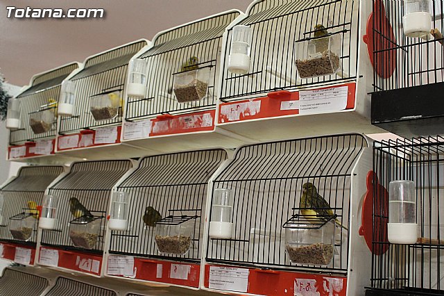 Exposicin Ornitolgica Ciudad de Totana 2012 - 21