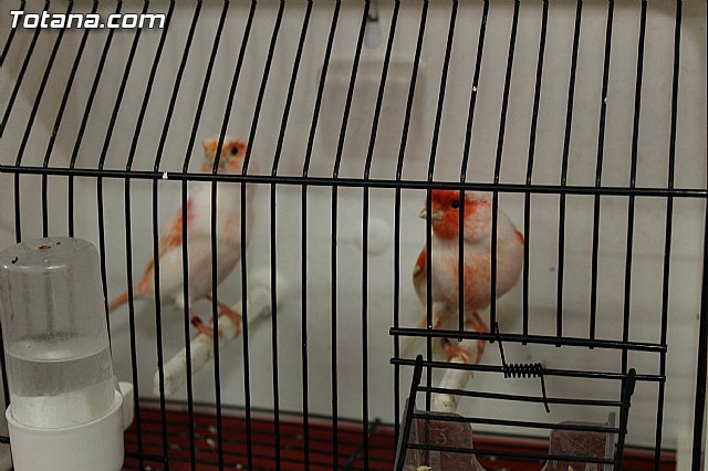 Exposicin Ornitolgica Ciudad de Totana 2012 - 22