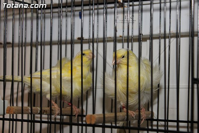 Exposicin Ornitolgica Ciudad de Totana 2012 - 30