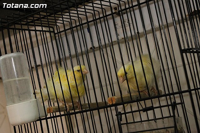 Exposicin Ornitolgica Ciudad de Totana 2012 - 31