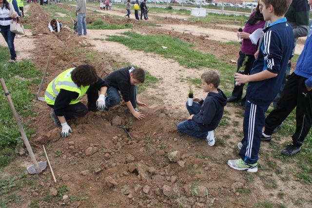 Éxito de participación en la plantación de pinos para crear el primer pulmón urbano de Torre-Pacheco - 2, Foto 2