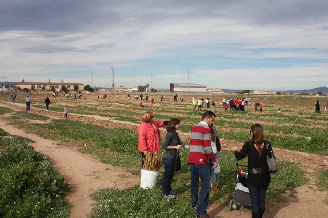 Éxito de participación en la plantación de pinos para crear el primer pulmón urbano de Torre-Pacheco - 4, Foto 4