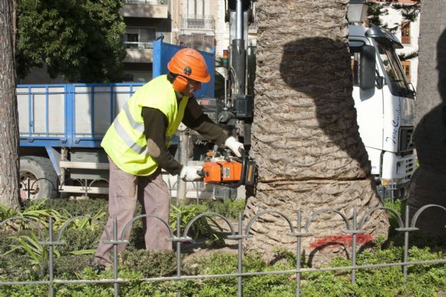 Infraestructuras procede a la tala de 67 palmeras afectadas por el picudo rojo - 1, Foto 1