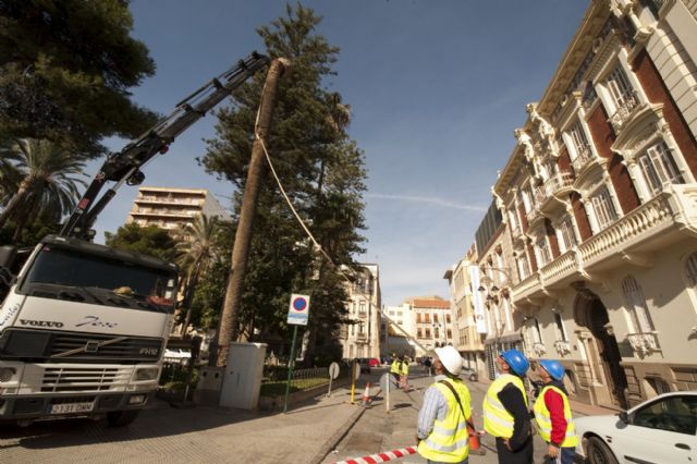 Infraestructuras procede a la tala de 67 palmeras afectadas por el picudo rojo - 2, Foto 2