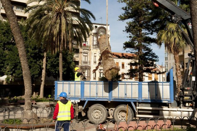Infraestructuras procede a la tala de 67 palmeras afectadas por el picudo rojo - 3, Foto 3