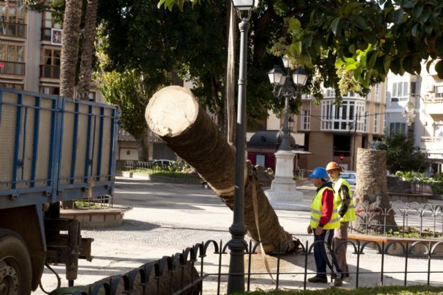 Infraestructuras procede a la tala de 67 palmeras afectadas por el picudo rojo - 5, Foto 5