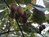 Agricultura apoya la realización de un ensayo para el cultivo de kiwi en el municipio de Mazarrón