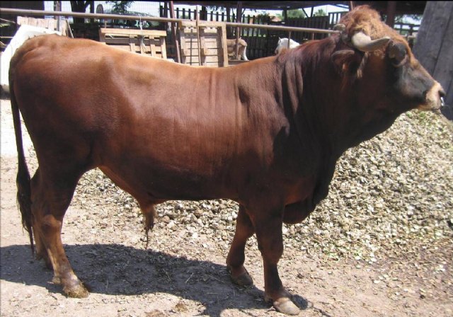 Agricultura continúa trabajando en la recuperación y conservación de razas ganaderas autóctonas en peligro de extinción - 1, Foto 1