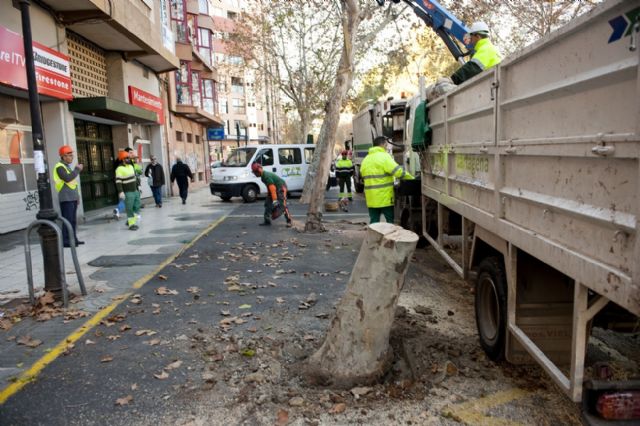 Infraestructuras retira dos árboles de la esquina de Reina Victoria con Ãngel Bruna - 1, Foto 1