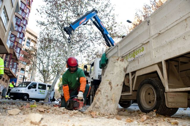 Infraestructuras retira dos árboles de la esquina de Reina Victoria con Ãngel Bruna - 2, Foto 2