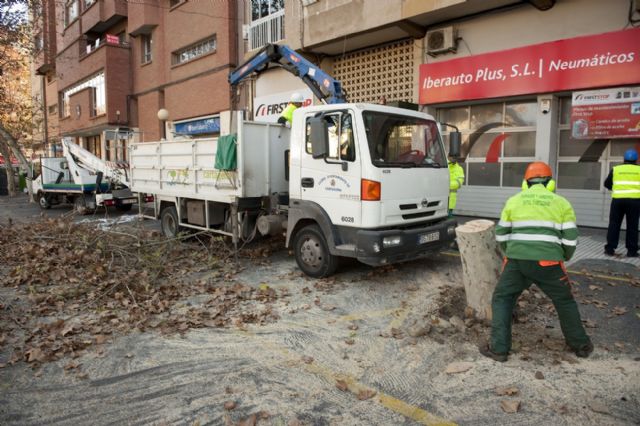 Infraestructuras retira dos árboles de la esquina de Reina Victoria con Ãngel Bruna - 3, Foto 3
