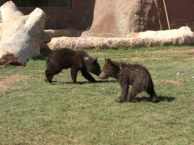 Los primeros osos nacidos en Murcia, Yaqui y Nuca, cumplen 15 años - 1, Foto 1