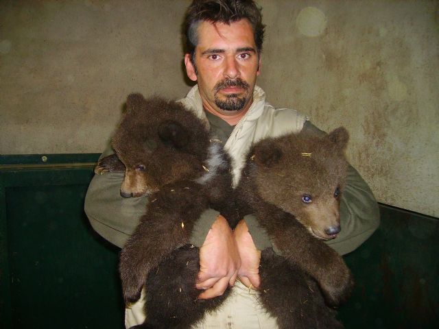 Los primeros osos nacidos en Murcia, Yaqui y Nuca, cumplen 15 años - 2, Foto 2