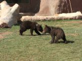 Los primeros osos nacidos en Murcia, Yaqui y Nuca, cumplen 15 años