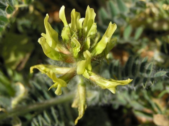La Comunidad inicia un proyecto europeo para proteger y conservar el garbancillo de Tallante en su hábitat potencial de la Región - 1, Foto 1