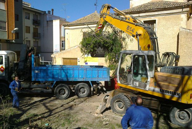 IU-Verdes pide explicaciones sobre la tala de árboles centenarios en un parque de Yecla - 1, Foto 1