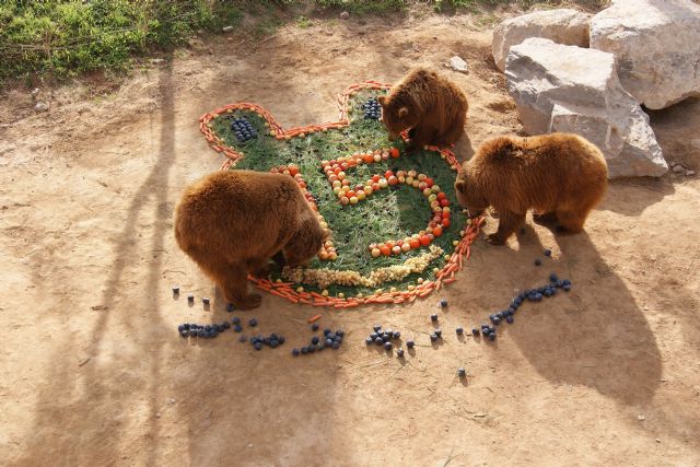 Los primeros osos nacidos en Murcia, Yaqui y Nuca, celebran su decimoquinto cumpleaños - 1, Foto 1