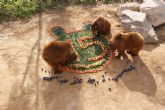 Los primeros osos nacidos en Murcia, Yaqui y Nuca, celebran su decimoquinto cumpleaños