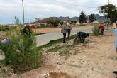 El ayuntamiento y ACOMA replantan los pinos utilizados en Navidad